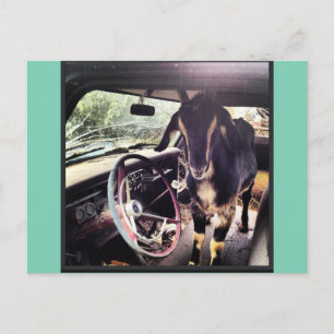Briefkaarten van het Goat Power Team