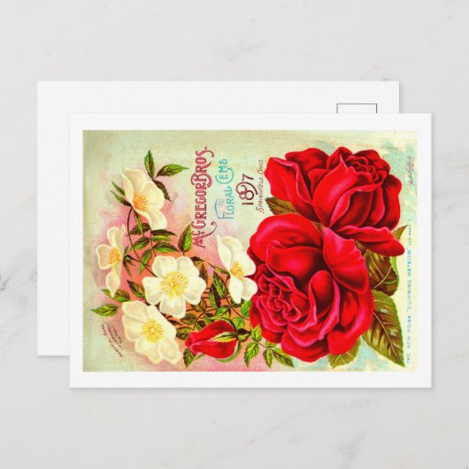 Briefkaarten van het zaadpakket. (Voorkant / Achterkant)