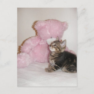 briefkaarten van kitten en teddybeer