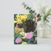 Briefkaarten van lentepugs (Staand voorkant)