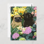 Briefkaarten van lentepugs (Voorkant / Achterkant)
