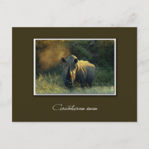 Briefkaarten van Rhino safari