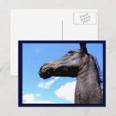 Briefkaarten van rondpaarden (Voorkant / Achterkant)