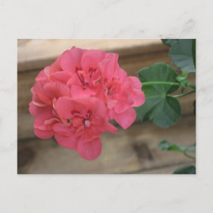 Briefkaarten van roze Geraniums
