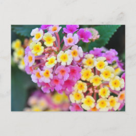 Briefkaarten van Tropische bloemen