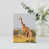 briefkaarten van wilde Giraffes (Staand voorkant)