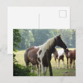 Briefkaarten voor aangepaste paarden (Voorkant / Achterkant)