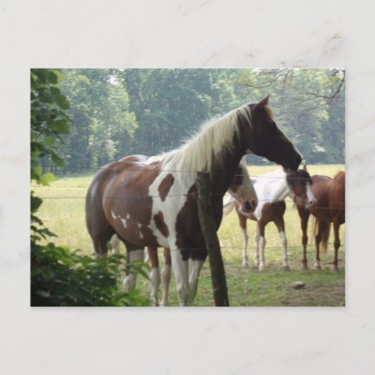 Briefkaarten voor aangepaste paarden (Voorkant)