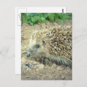 Briefkaarten voor egel-verzorging (Voorkant / Achterkant)