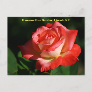 Brigadoon Roos Briefkaart HRG 400 2014