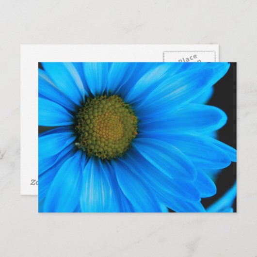Bright Blue Daisy Briefkaart (Voorkant / Achterkant)