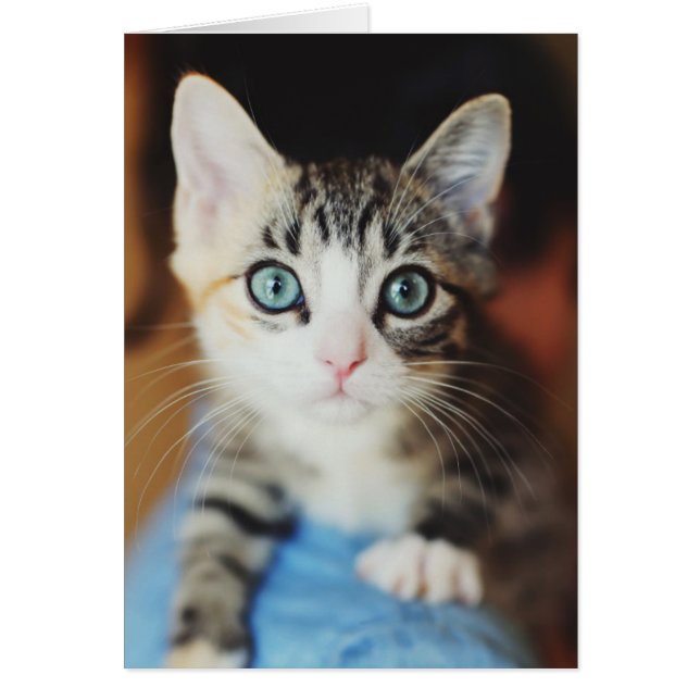 Bright Blue Eyed Kitten (Voorkant)