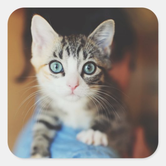 Bright Blue Eyed Kitten Vierkante Sticker (Voorkant)