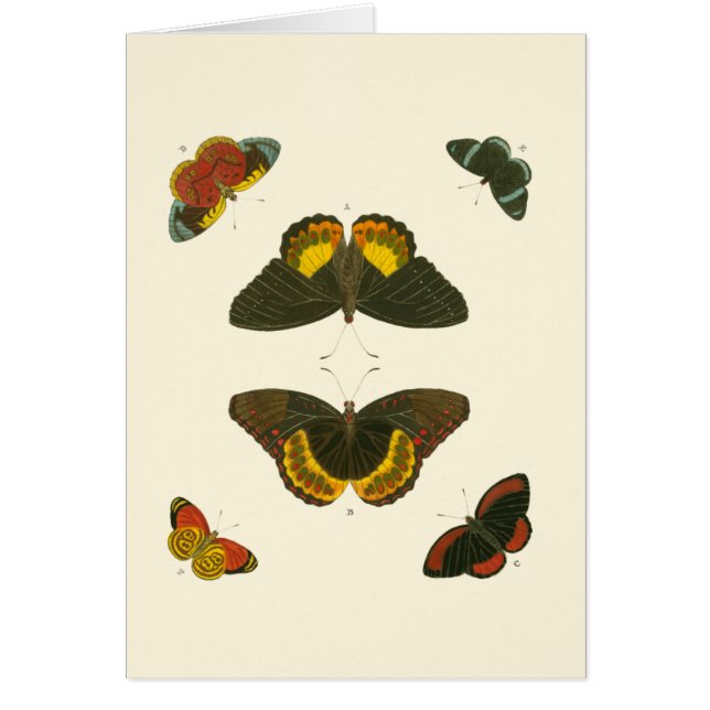 Bright Butterflies van Pieter Cramer (Voorkant)