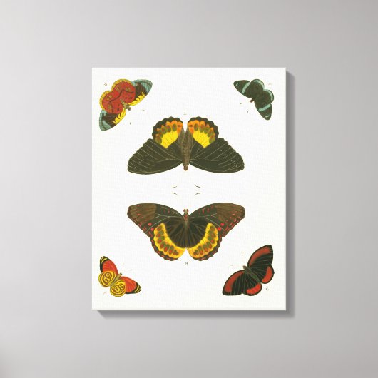 Bright Butterflies van Pieter Cramer Canvas Afdruk (Voorkant)