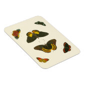 Bright Butterflies van Pieter Cramer Magneet (Rechterzijde)