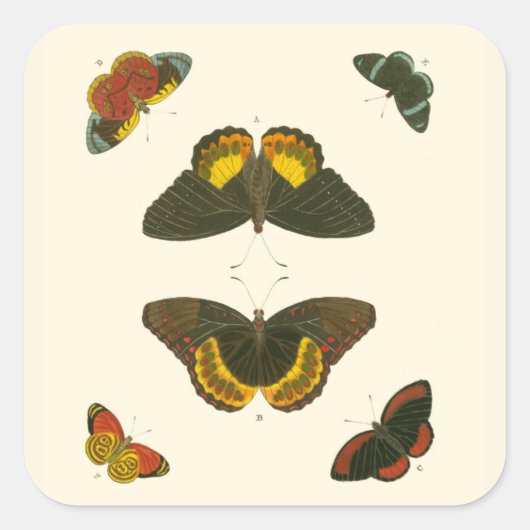 Bright Butterflies van Pieter Cramer Vierkante Sticker (Voorkant)
