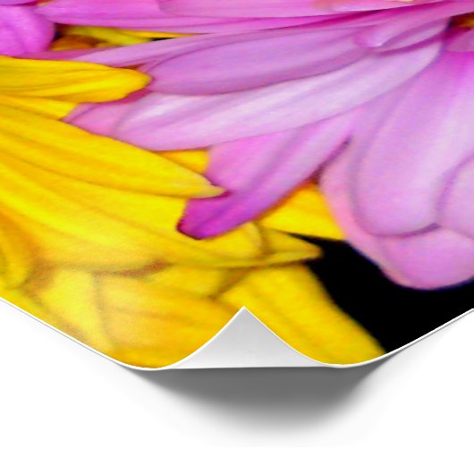 Bright Daisy Flower Mix Perfect Poster (Coin)