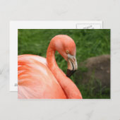 Bright Flamingo Briefkaart (Voorkant / Achterkant)
