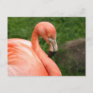 Bright Flamingo Briefkaart