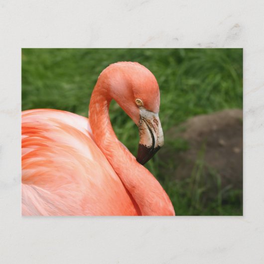 Bright Flamingo Briefkaart (Voorkant)