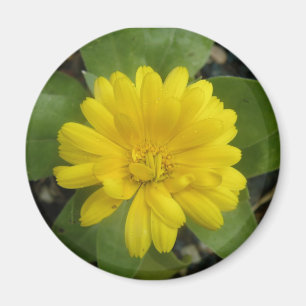 Bright Geel Marigold Magnet Magneet