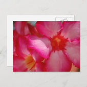 Bright Jamaica Briefkaart (Voorkant / Achterkant)