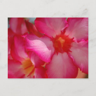 Bright Jamaica Briefkaart