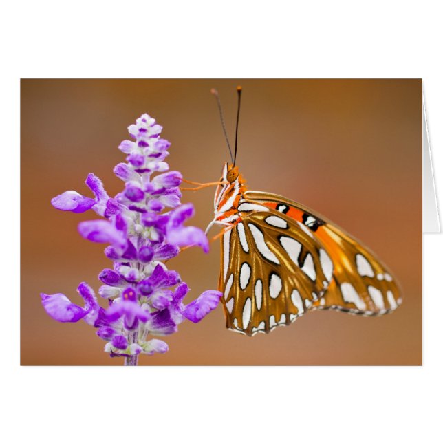 Bright Orange Gulf Fritillary Butterfly (Devant horizontal)