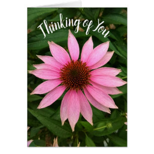 Bright Paarse Coneflower Thinking of You Kaart