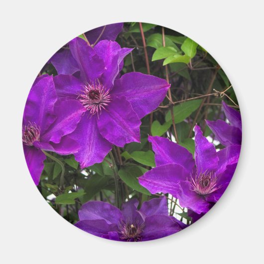 Bright Paarse Jackmanii Clematis Vine Magneet (Voorkant)