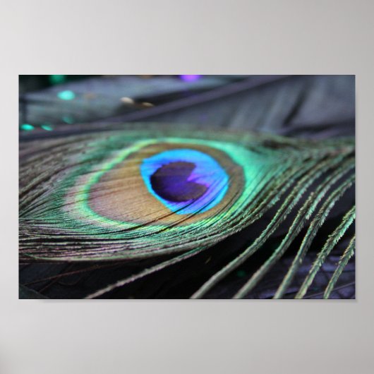 Bright Peacock Feather Poster Photo Art Imprimer (Devant)