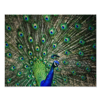 Bright Peacock Foto Afdruk