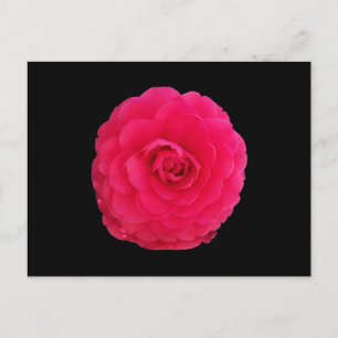 Bright Pink Camellia Briefkaart