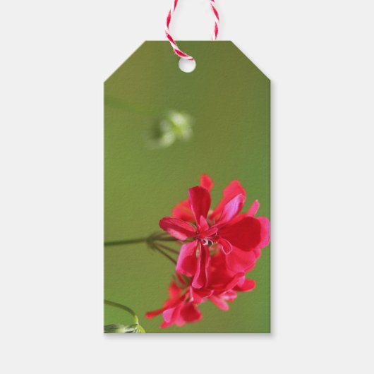 Bright Pink Geranium Bloemen Bewerkbaar Gift Label Cadeaulabel (Voorkant)