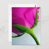 Bright Pink Rose Briefkaart (Voorkant / Achterkant)