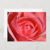 Bright Pink Rose Postcard Briefkaart (Voorkant / Achterkant)