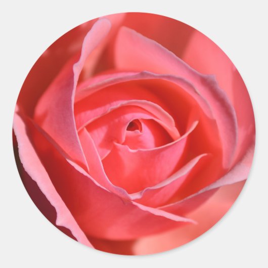 Bright Pink Rose Stickers (Voorkant)