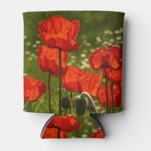 Bright Poppies Close Up Photo Blikjeskoeler (Voorkant)