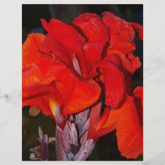 Bright Red Canna Lily