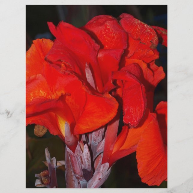 Bright Red Canna Lily (Voorkant)