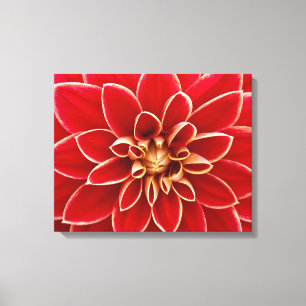 Bright Red Dahlia Closeup Canvas Afdruk
