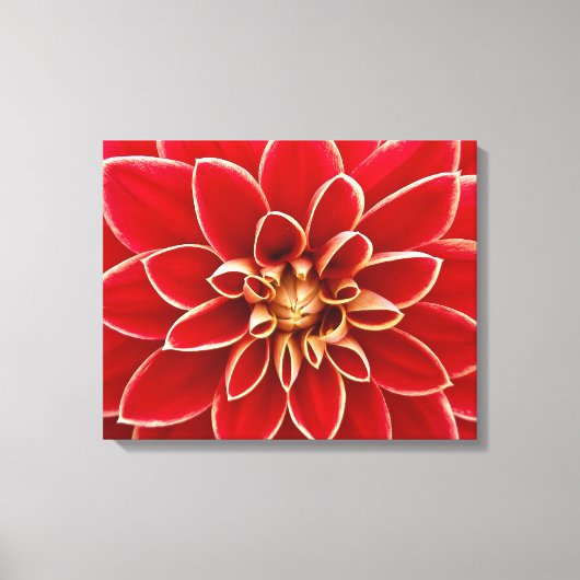 Bright Red Dahlia Closeup Canvas Afdruk (Voorkant)