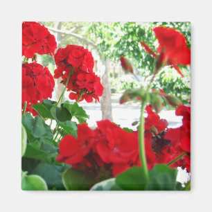 Bright Red Geraniums Garden Gift Magnet Magneet