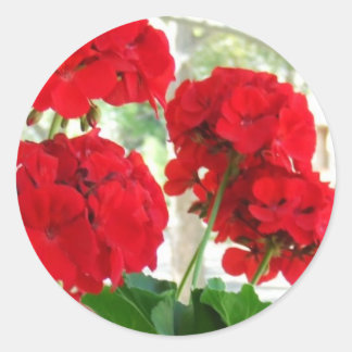 Bright Red Geraniums Stickers Groot Tuingeschenk
