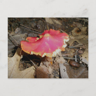 Bright Red Mushroom #1 Briefkaart