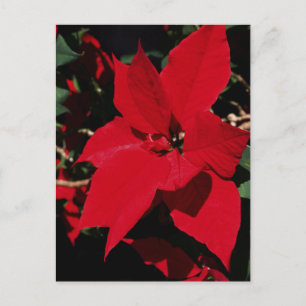 Bright Red Pointsettia Briefkaart