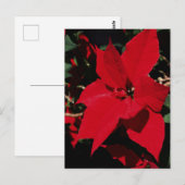 Bright Red Pointsettia Briefkaart (Voorkant / Achterkant)