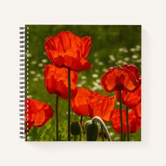Bright Red Poppy Field Notitieboek (Voorkant)