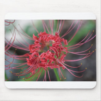 Bright Red Spider Lily - Lycoris radiata Muismat